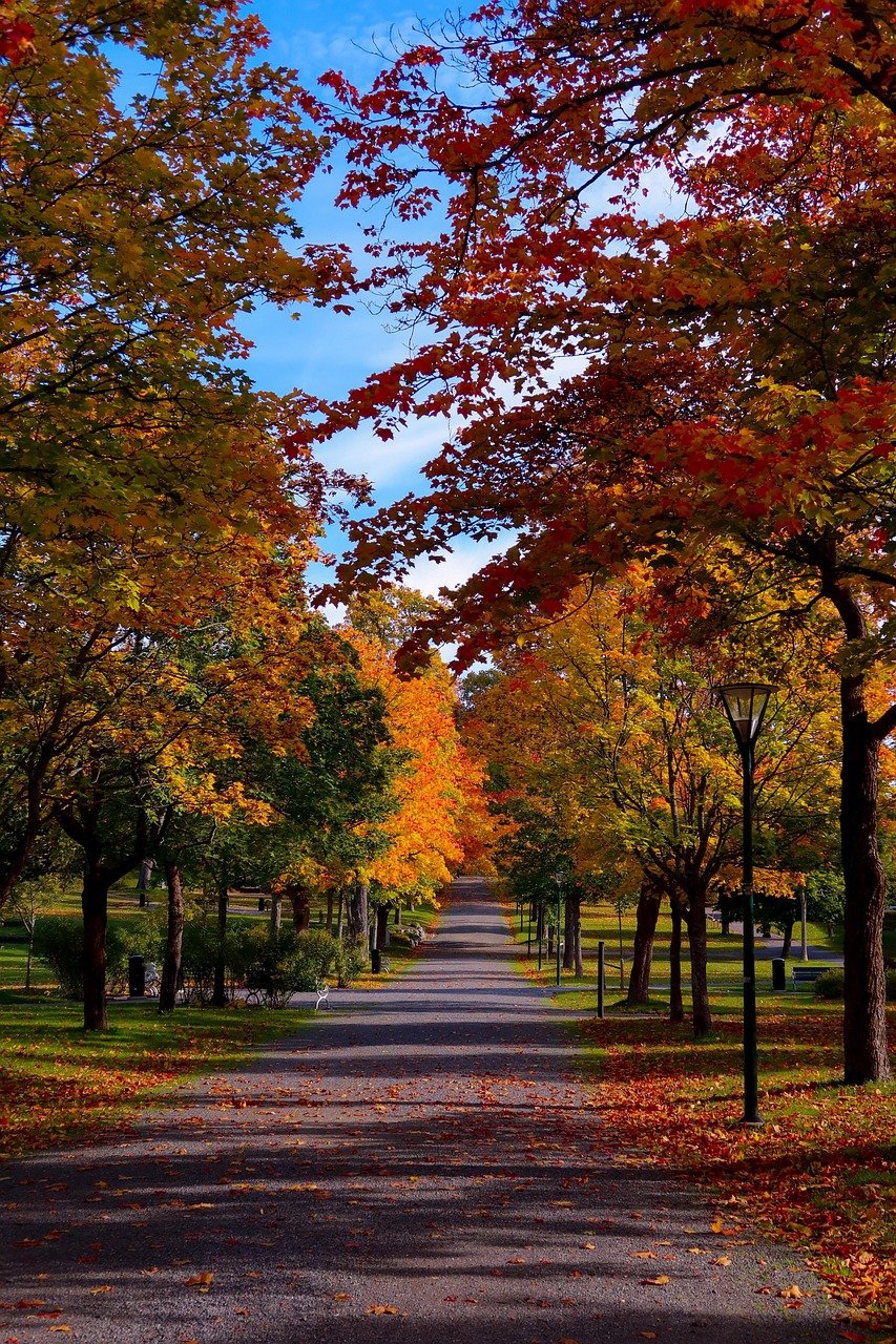 autumn, park, sweden, forest, tree, nature, landscape, fall